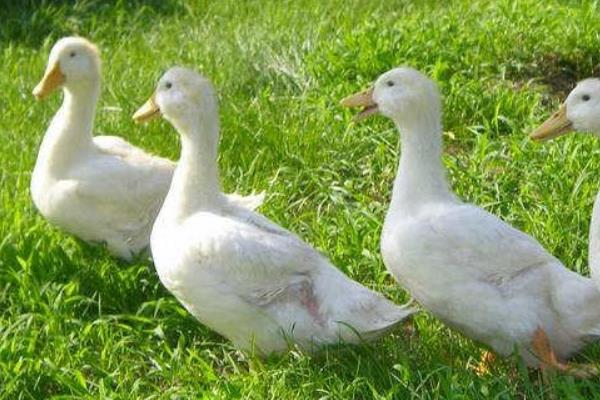 养肉鸭挣钱吗?养肉鸭有什么风险?
