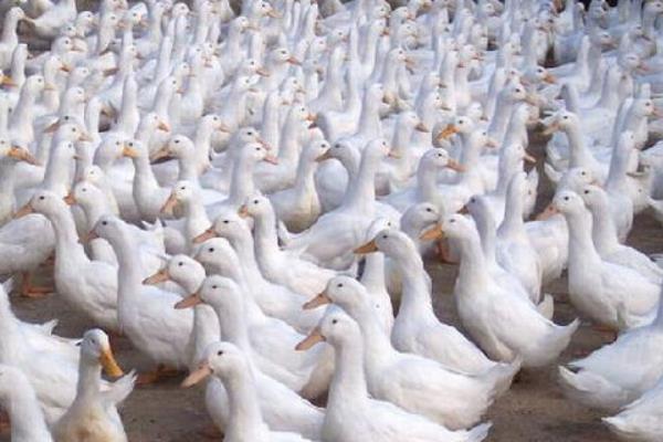 养肉鸭挣钱吗?养肉鸭有什么风险?