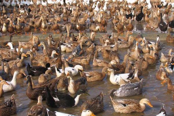 养肉鸭挣钱吗?养肉鸭有什么风险?