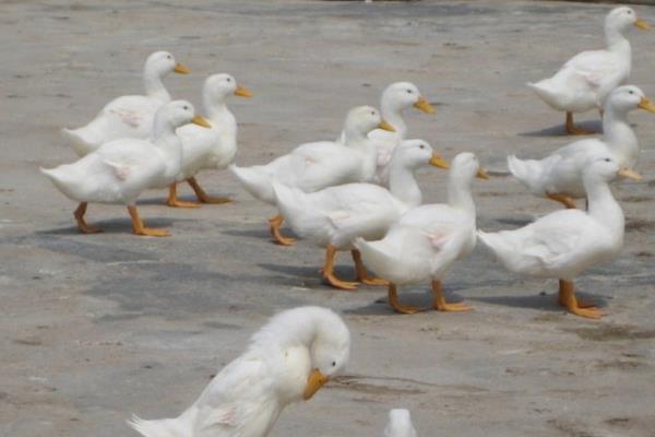 养肉鸭挣钱吗?养肉鸭有什么风险?