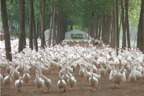 养肉鸭挣钱吗?养肉鸭有什么风险?