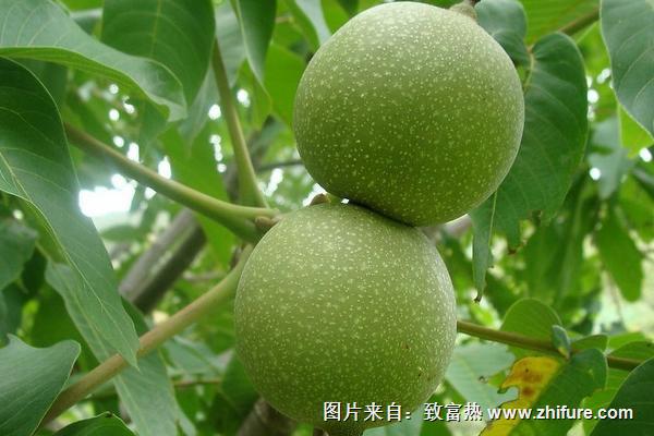 2018种核桃赚钱吗？核桃种植的利润与投资成本及前景预测