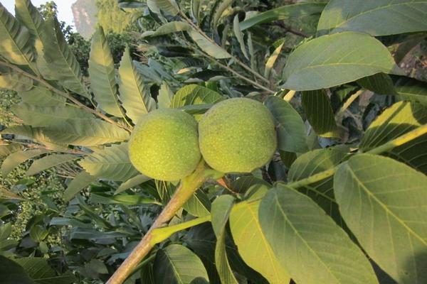 2018种核桃赚钱吗?核桃种植的利润与投资成本及前景预测