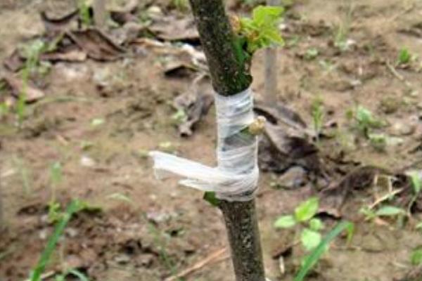 2018种核桃赚钱吗?核桃种植的利润与投资成本及前景预测