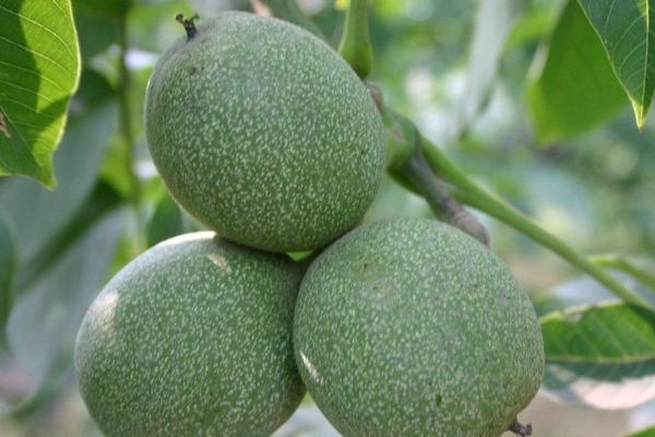 2018种核桃赚钱吗?核桃种植的利润与投资成本及前景预测