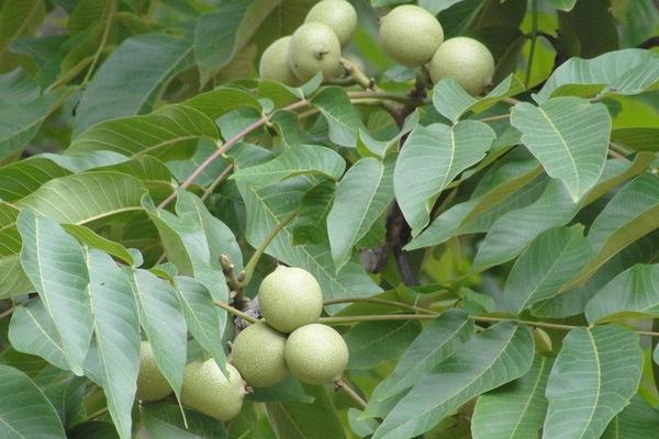 2018种核桃赚钱吗?核桃种植的利润与投资成本及前景预测