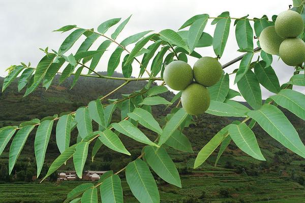 2018种核桃赚钱吗?核桃种植的利润与投资成本及前景预测