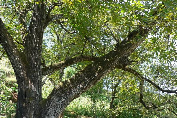 2018种核桃赚钱吗?核桃种植的利润与投资成本及前景预测