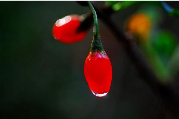 2018种枸杞赚钱吗?枸杞种植的利润与投资成本及前景预测