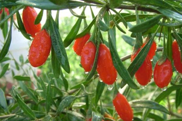 2018种枸杞赚钱吗?枸杞种植的利润与投资成本及前景预测