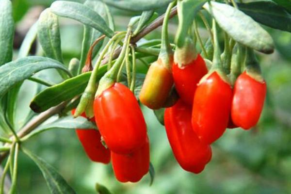 2018种枸杞赚钱吗?枸杞种植的利润与投资成本及前景预测