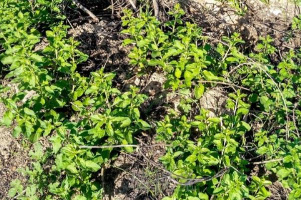 2018种枸杞赚钱吗?枸杞种植的利润与投资成本及前景预测