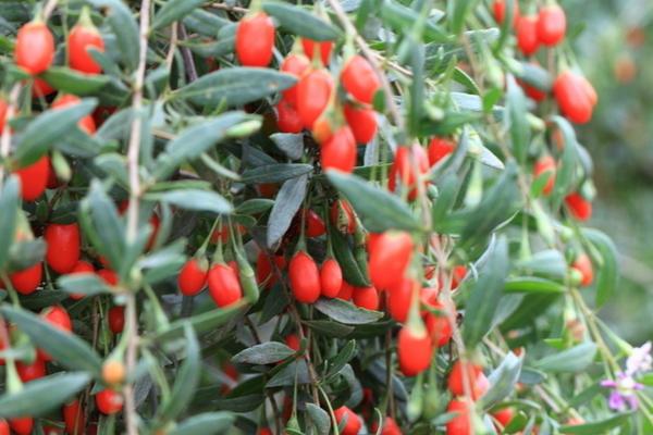 2018种枸杞赚钱吗?枸杞种植的利润与投资成本及前景预测