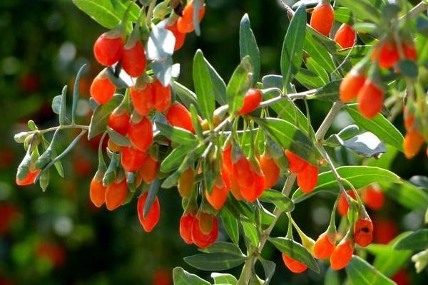 2018种枸杞赚钱吗?枸杞种植的利润与投资成本及前景预测