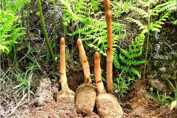 2018种天麻赚钱吗?天麻种植的利润与投资成本及前景预测