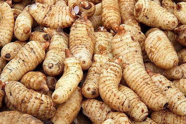 2018种天麻赚钱吗?天麻种植的利润与投资成本及前景预测