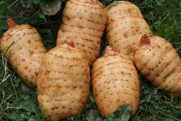 2018种天麻赚钱吗?天麻种植的利润与投资成本及前景预测