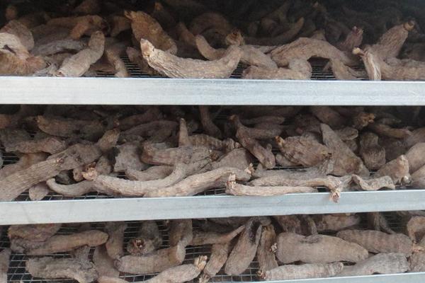 2018种天麻赚钱吗?天麻种植的利润与投资成本及前景预测