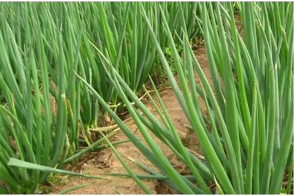 2018种大葱赚钱吗？大葱种植的利润与投资成本及前景预测