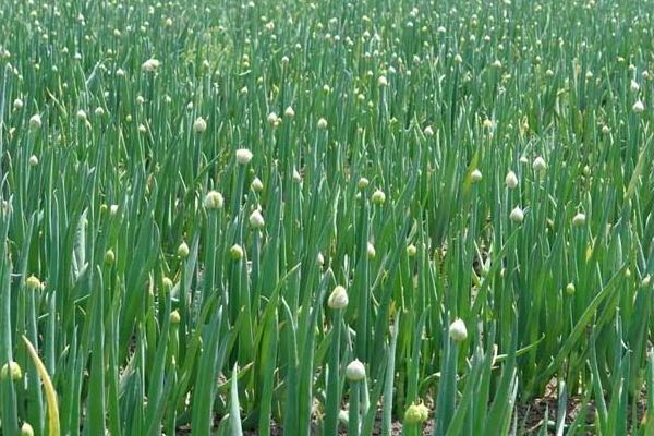 2018种大葱赚钱吗？大葱种植的利润与投资成本及前景预测