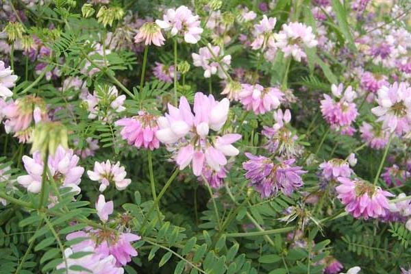 黄芪种子什么时候发芽出苗比较好?