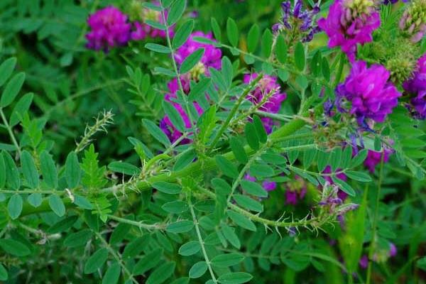 黄芪种子什么时候发芽出苗比较好?