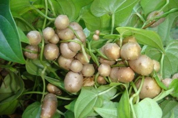 山药豆怎么种