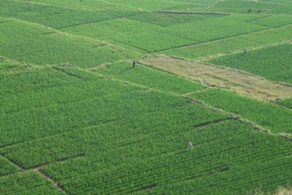 2018种大葱赚钱吗？大葱种植的利润与投资成本及前景预测