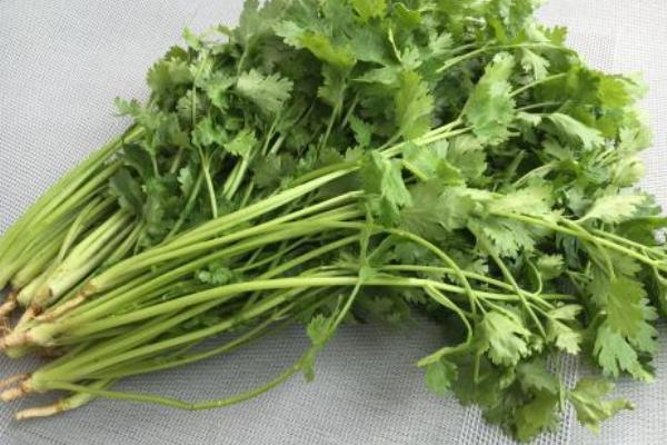 2018种香菜赚钱吗?香菜种植的利润与投资成本及前景预测