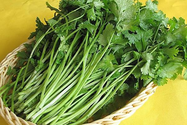 2018种香菜赚钱吗?香菜种植的利润与投资成本及前景预测