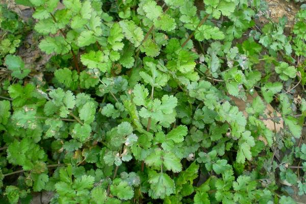 2018种香菜赚钱吗?香菜种植的利润与投资成本及前景预测