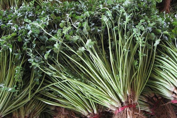 2018种香菜赚钱吗?香菜种植的利润与投资成本及前景预测