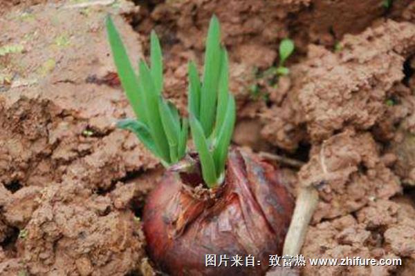 洋葱怎样种植