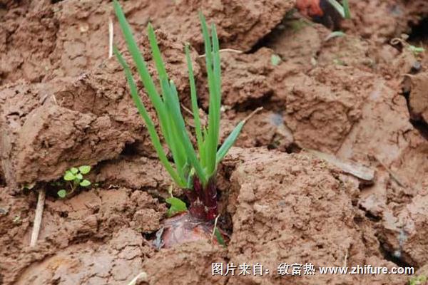 洋葱什么时候种植