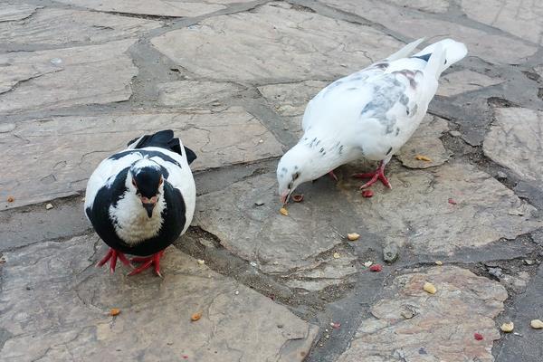 夏季养鸽有哪些需要注意的？