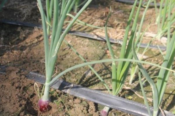 洋葱什么时候种植