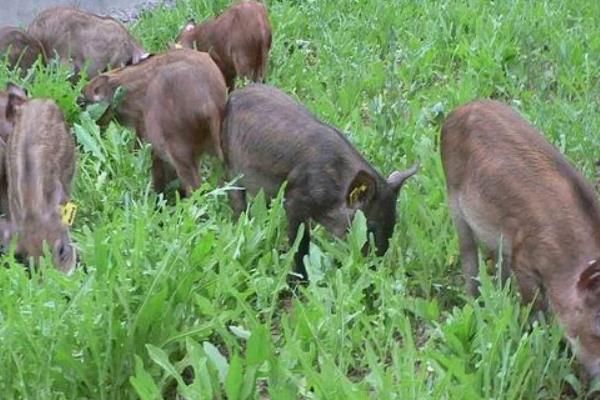 2017年农村小本创业可行性项目有哪些?