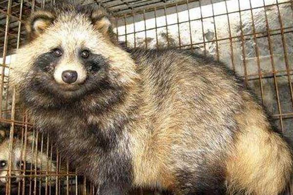 养殖貉子的饲养管理基础知识