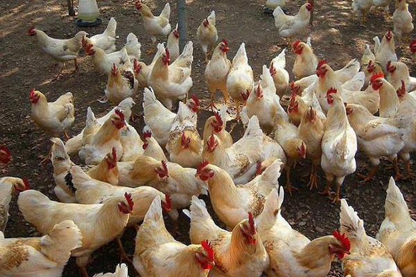 夏季可以养肉鸡吗?夏季饲养肉鸡注意事项