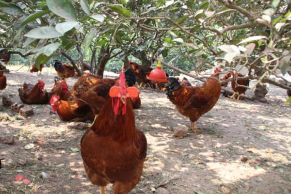 夏季可以养肉鸡吗?夏季饲养肉鸡注意事项