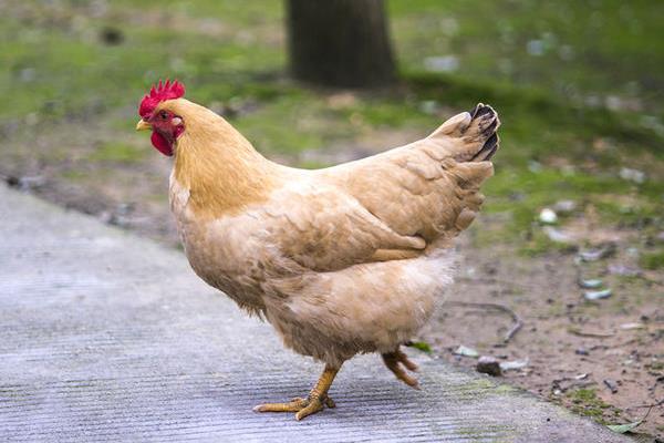 夏季可以养肉鸡吗?夏季饲养肉鸡注意事项