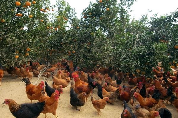夏季可以养肉鸡吗?夏季饲养肉鸡注意事项