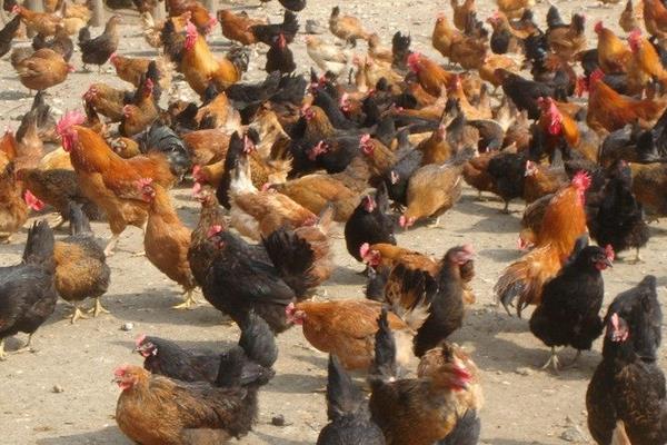 夏季可以养肉鸡吗?夏季饲养肉鸡注意事项