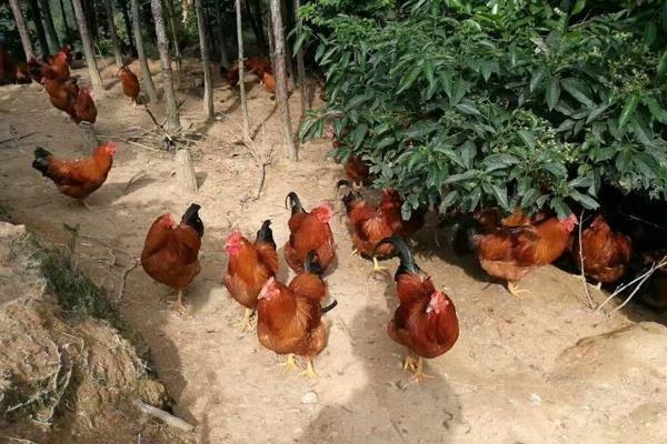 夏季可以养肉鸡吗?夏季饲养肉鸡注意事项