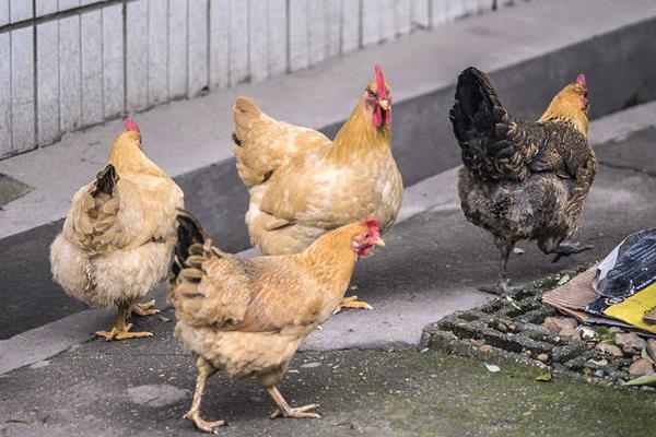 夏季可以养肉鸡吗?夏季饲养肉鸡注意事项