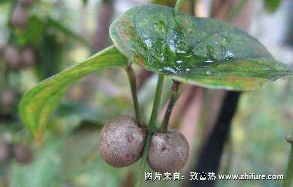 山药豆的种植方法