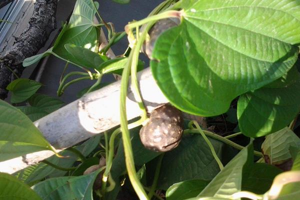 山药豆是山药的种子吗