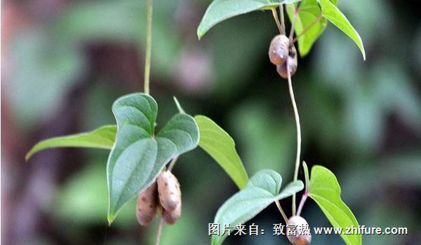 山药豆是山药的种子吗