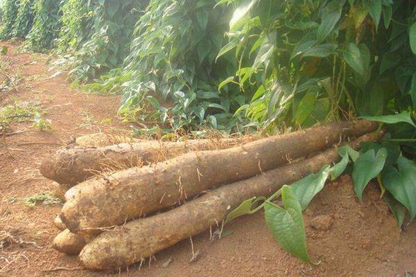 山药豆是山药的种子吗
