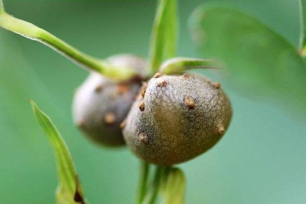 山药豆是山药的种子吗